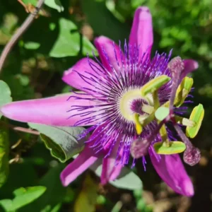 Lavender Passion Flower Vine Plants Live 5-7 Inch Tall Well-Rooted Climbing Vine for Trellises Fences