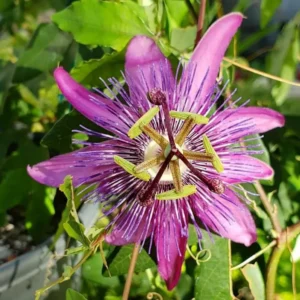 Lavender Passion Flower Vine Plants Live 5-7 Inch Tall Well-Rooted Climbing Vine for Trellises Fences