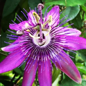 Lavender Passion Flower Vine Plants Live 5-7 Inch Tall Well-Rooted Climbing Vine for Trellises Fences