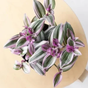 Live Indoor Plant Pink Trailing Houseplant Hanging Basket Decor 6 Inch Pot