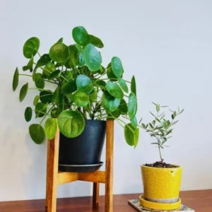 Money Tree Plant Live Indoor Houseplant, Pilea Peperomioides, 2-Pack, 5-7 Inch Tall