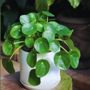 Money Tree Plant Live Indoor Houseplant, Pilea Peperomioides, 2-Pack, 5-7 Inch Tall