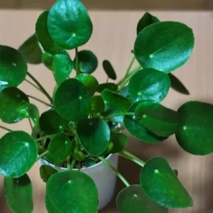 Money Tree Plant Live Indoor Houseplant, Pilea Peperomioides, 2-Pack, 5-7 Inch Tall
