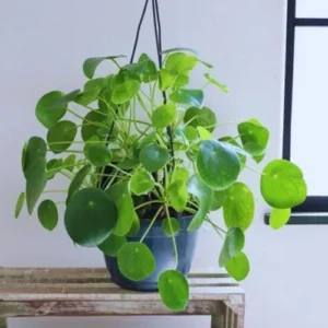 Money Tree Plants Live 5-6 Inch Pilea Peperomioides Houseplant Set of 2 No Pot
