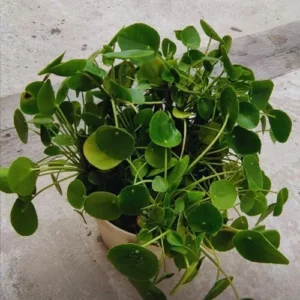 Money Tree Plants Live 5-6 Inch Pilea Peperomioides Houseplant Set of 2 No Pot