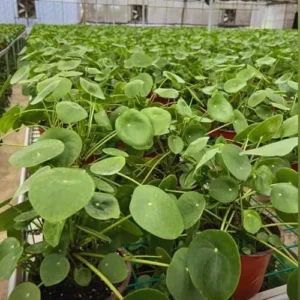 Money Tree Plants Live 5-6 Inch Pilea Peperomioides Houseplant Set of 2 No Pot