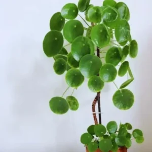 Money Tree Plants Live 5-6 Inch Pilea Peperomioides Houseplant Set of 2 No Pot