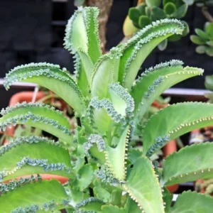 Mother of Thousands Plant Kalanchoe Succulent Live Starter Houseplant 3 Inch Pot Easy Care
