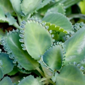 Mother of Thousands Plant Kalanchoe Succulent Live Starter Houseplant 3 Inch Pot Easy Care