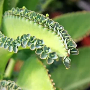 Mother of Thousands Plant Kalanchoe Succulent Live Starter Houseplant 3 Inch Pot Easy Care