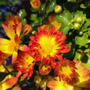Orange Yellow Chrysanthemum Plant Live 5-7 Inch Potted Mums for Gardening Indoor Outdoor