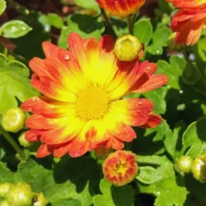 Orange Yellow Chrysanthemum Plant Live 5-7 Inch Potted Mums for Gardening Indoor Outdoor