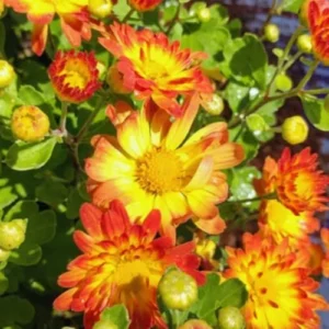 Orange Yellow Chrysanthemum Plant Live 5-7 Inch Potted Mums for Gardening Indoor Outdoor