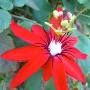 Passion Flower Plants Live Red Vine 2 Pack Climbing 5-7 Inch Tall for Garden Trellis