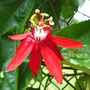 Passion Flower Plants Live Red Vine 2 Pack Climbing 5-7 Inch Tall for Garden Trellis