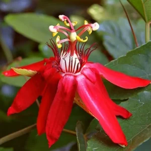 Passion Flower Plants Live Red Vine 2 Pack Climbing 5-7 Inch Tall for Garden Trellis