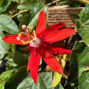 Passion Flower Plants Live Red Vine 2 Pack Climbing 5-7 Inch Tall for Garden Trellis