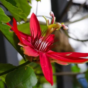 Passion Flower Plants Live Red Vine 2 Pack Climbing 5-7 Inch Tall for Garden Trellis