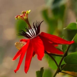 Passion Flower Plants Live Red Vine 2 Pack Climbing 5-7 Inch Tall for Garden Trellis