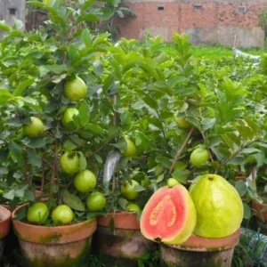 Pink Guava Tree Live Plant Sweet Fruit 5-9 Inches Tall