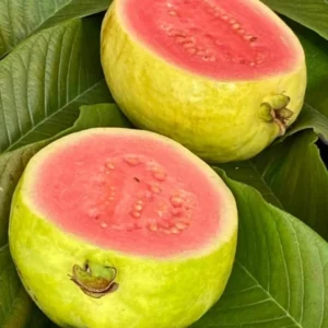 Pink Guava Tree Live Plant Sweet Fruit 5-9 Inches Tall