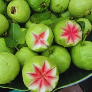 Pink Guava Tree Live Plant Sweet Fruit 5-9 Inches Tall