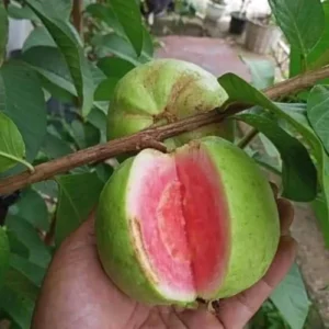 Pink Guava Tree Live Plant Sweet Fruit 5-9 Inches Tall