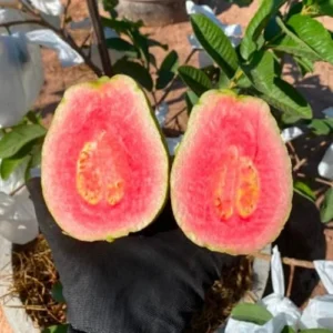 Pink Guava Tree Live Plant Sweet Fruit 5-9 Inches Tall