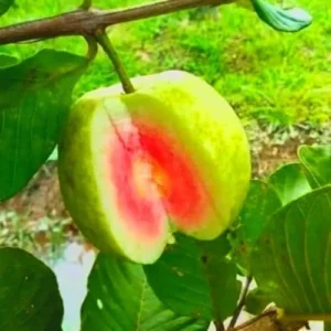 Pink Guava Tree Live Plant Sweet Fruit 5-9 Inches Tall