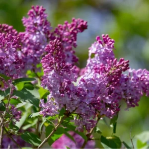 Purple Lilac Bush Live Plant, Potted, 20-30 Inches, Fragrant Flowers, Fully Rooted with Soil
