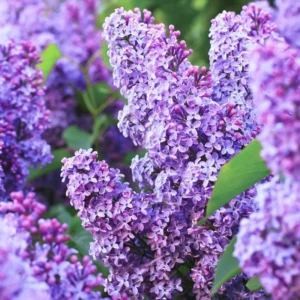 Purple Lilac Bush Live Plant, Potted, 20-30 Inches, Fragrant Flowers, Fully Rooted with Soil