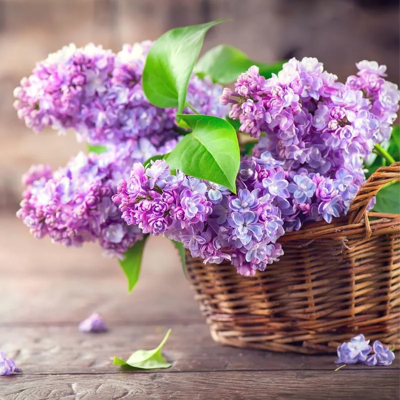 Purple Lilac Bush Live Plant, Potted, 20-30 Inches, Fragrant Flowers, Fully Rooted with Soil