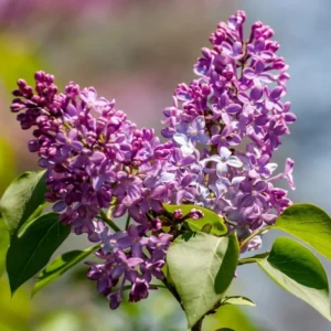 Purple Lilac Bush Live Plant, Potted, 20-30 Inches, Fragrant Flowers, Fully Rooted with Soil