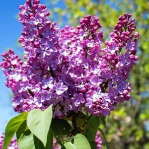 Purple Old Fashion Lilac Bush Live Plant 20-30 Inch Tall Fragrant Flower Tree for Garden