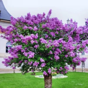Purple Old Fashion Lilac Bush Live Plant 20-30 Inch Tall Fragrant Flower Tree for Garden