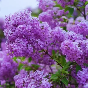 Purple Old Fashion Lilac Bush Live Plant 20-30 Inch Tall Fragrant Flower Tree for Garden