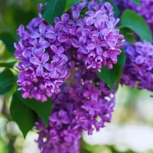 Purple Old Fashion Lilac Bush Live Plant 20-30 Inch Tall Fragrant Flower Tree for Garden