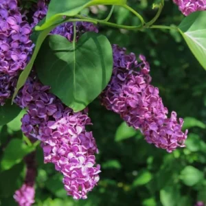 Purple Old Fashion Lilac Bush Live Plant 20-30 Inch Tall Fragrant Flower Tree for Garden