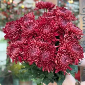 Red Chrysanthemum Flower Plant Live, 5-7 Inch Well Rooted Mum for Gardening, USDA Zones 5-9