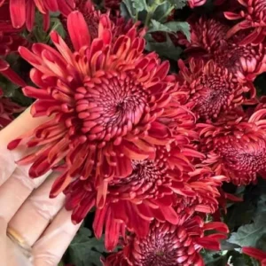 Red Chrysanthemum Flower Plant Live, 5-7 Inch Well Rooted Mum for Gardening, USDA Zones 5-9