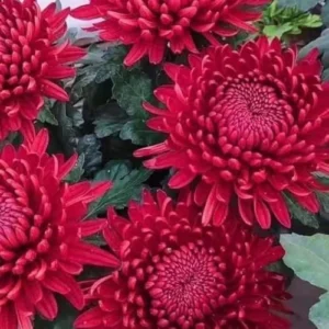 Red Chrysanthemum Flower Plant Live, 5-7 Inch Well Rooted Mum for Gardening, USDA Zones 5-9