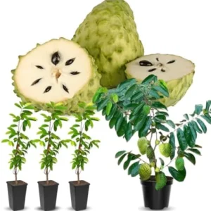 Soursop Guanabana Tree Plant Live Seedling Tropical Fruit Tree 9-15 Inch Green