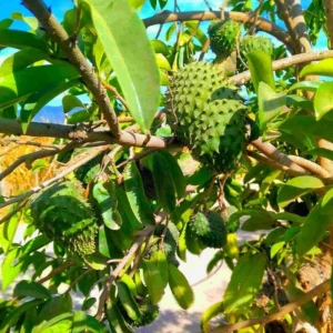 Soursop Guanabana Tree Plant Live Seedling Tropical Fruit Tree 9-15 Inch Green