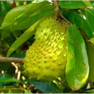 Soursop Guanabana Tree Plant Live Seedling Tropical Fruit Tree 9-15 Inch Green