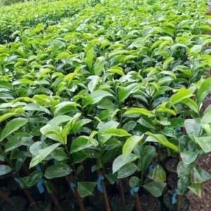 Soursop Guanabana Tree Plant Live Seedling Tropical Fruit Tree 9-15 Inch Green
