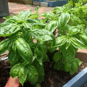 Sweet Basil Plants Live Potted Set of 2, 4-6 Inch Tall Fresh Herb Garden, Easy Grow, Full Sun