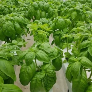 Sweet Basil Plants Live Potted Set of 2, 4-6 Inch Tall Fresh Herb Garden, Easy Grow, Full Sun