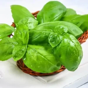 Sweet Basil Plants Live Potted Set of 2, 4-6 Inch Tall Fresh Herb Garden, Easy Grow, Full Sun