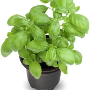 Sweet Basil Plants Live Potted Set of 2, 4-6 Inch Tall Fresh Herb Garden, Easy Grow, Full Sun
